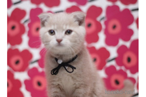 成約済の東京都のスコティッシュフォールド(折れ耳)-70791の1枚目